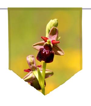 Wilde Orchidee, Scheibenhänger spitz